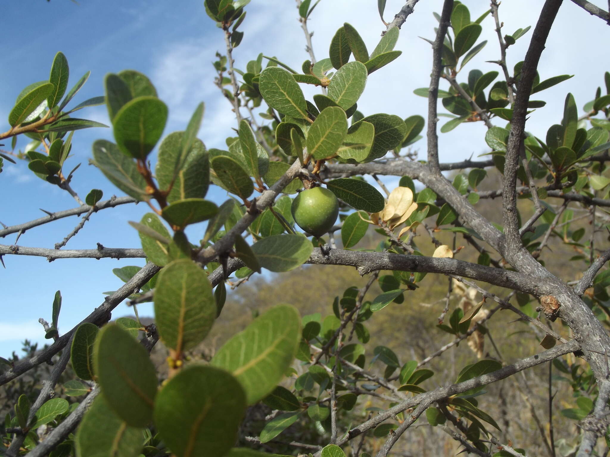 Image of Sideroxylon peninsulare (Brandegee) T. D. Penn.