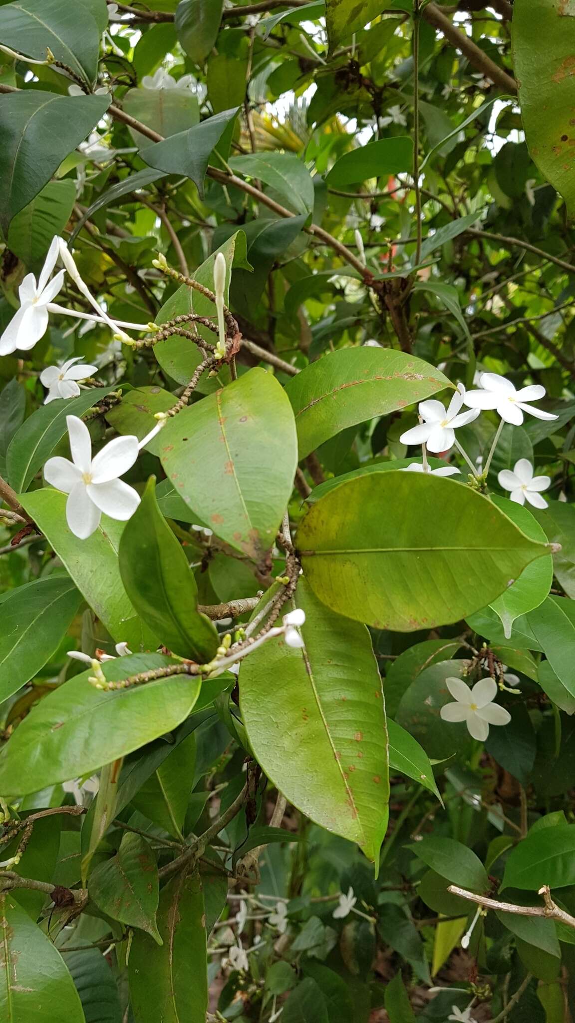 Image of Kopsia pauciflora Hook. fil.