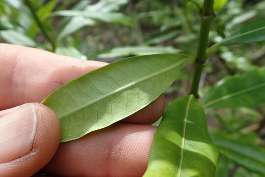 Image of Forest poison rope