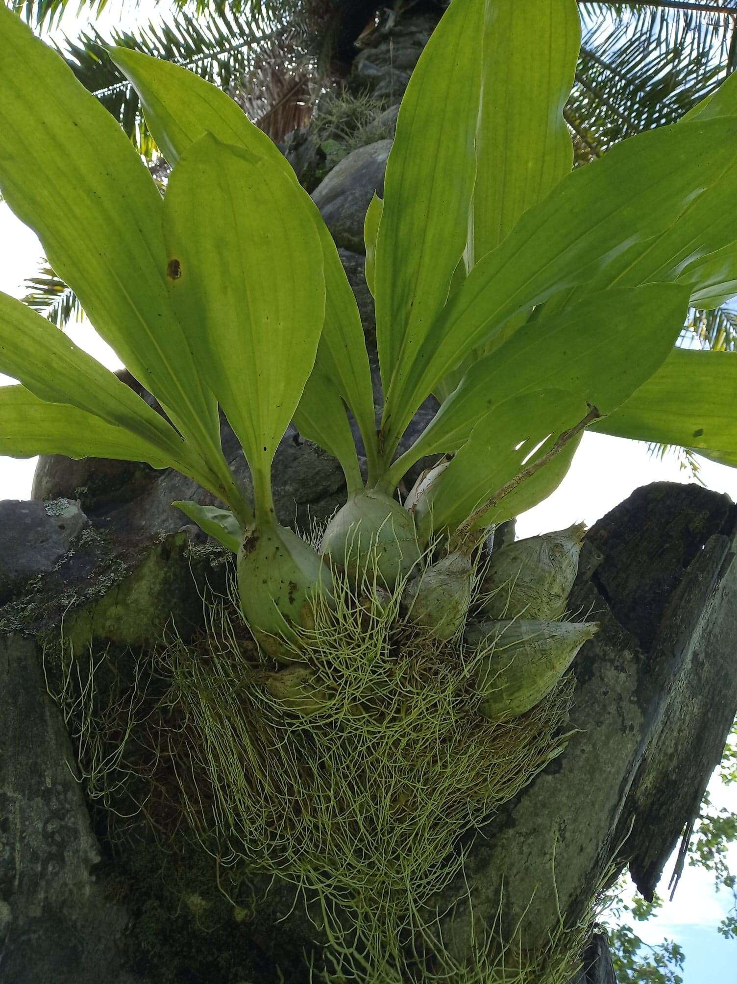 Image de Catasetum maculatum Kunth