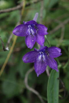 Delphinium bicornutum Hemsl.的圖片