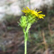 Image of pineland goldenaster