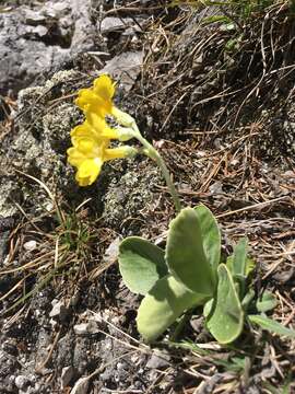 Image of Primula auricula L.