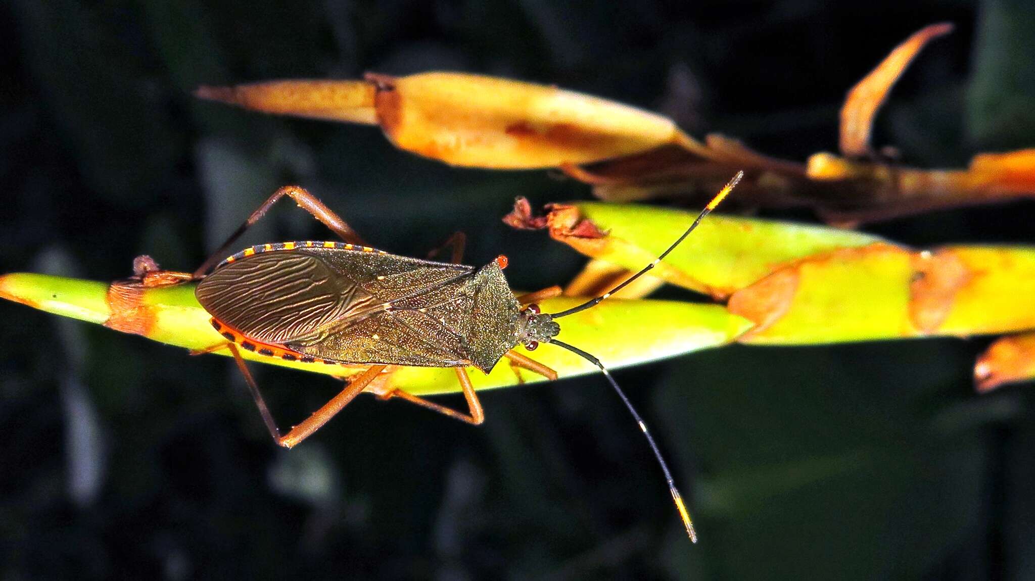 Image of Leptoscelis elongator (Fabricius 1803)