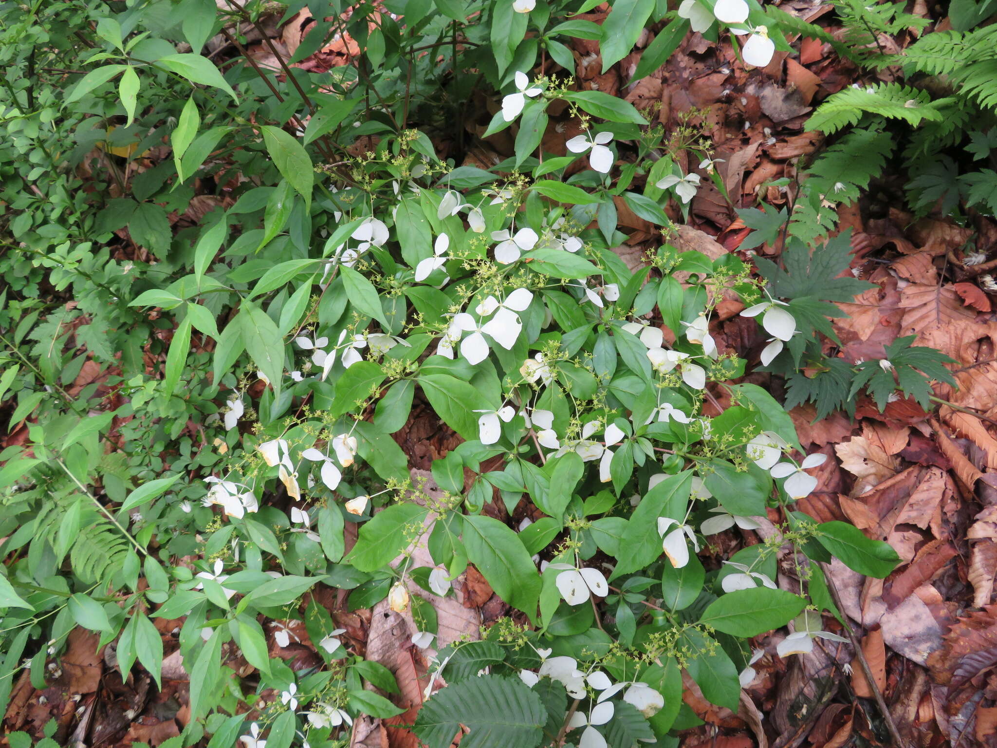 Image of Hydrangea scandens (L. fil.) Ser.