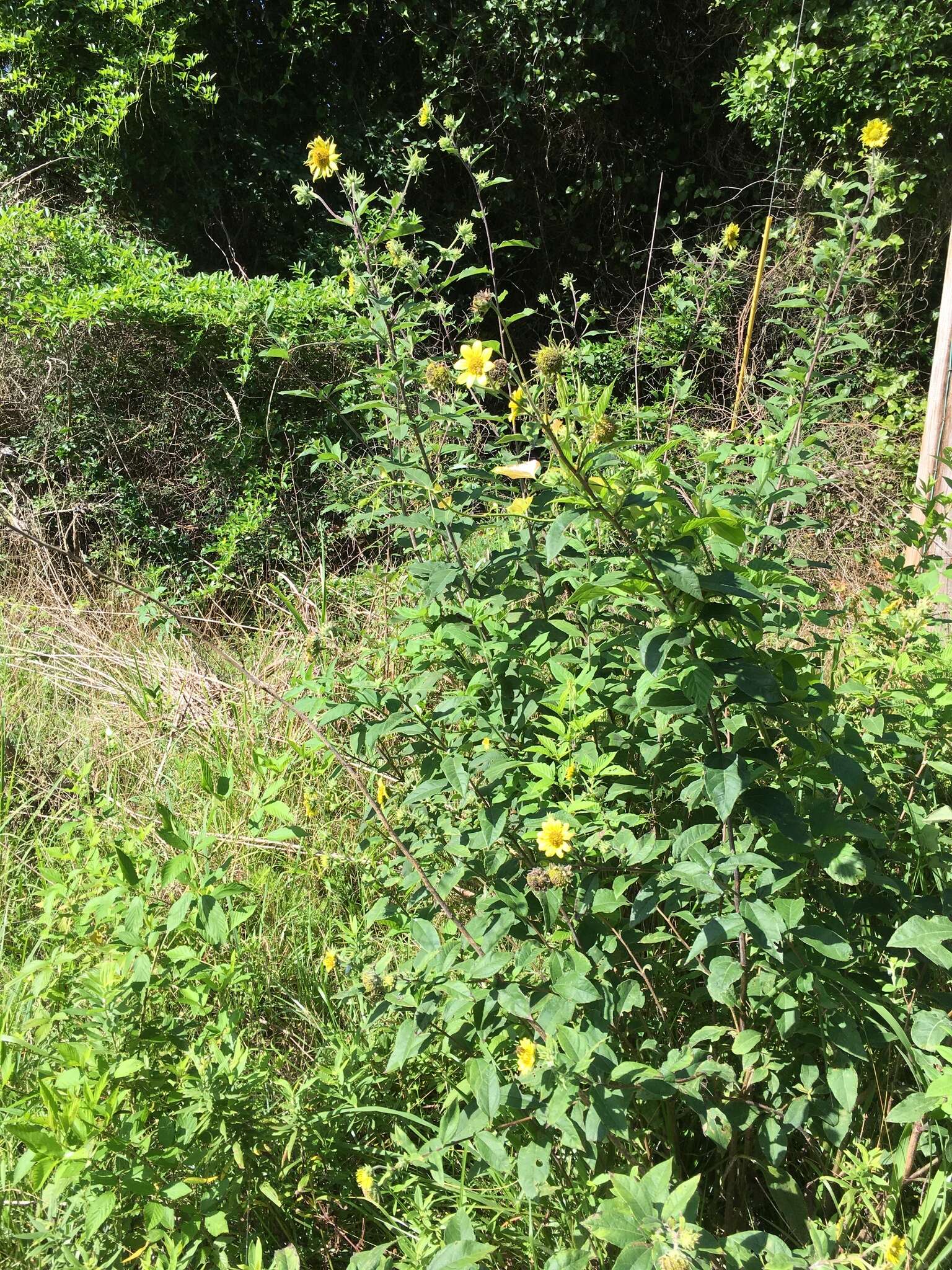 Image de Helianthus resinosus Small