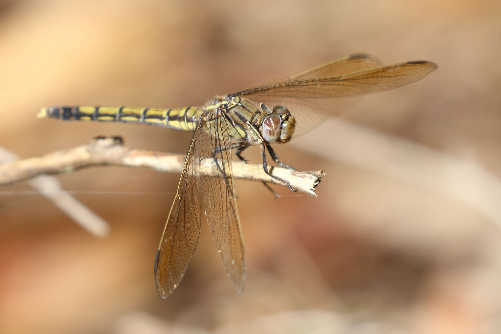 Image of Orthetrum caledonicum (Brauer 1865)