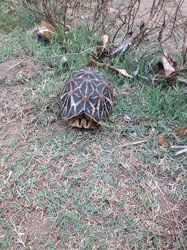 Image of Typical Tortoises