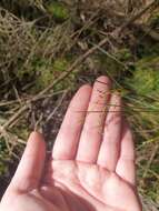 Image of Juncus pauciflorus R. Br.