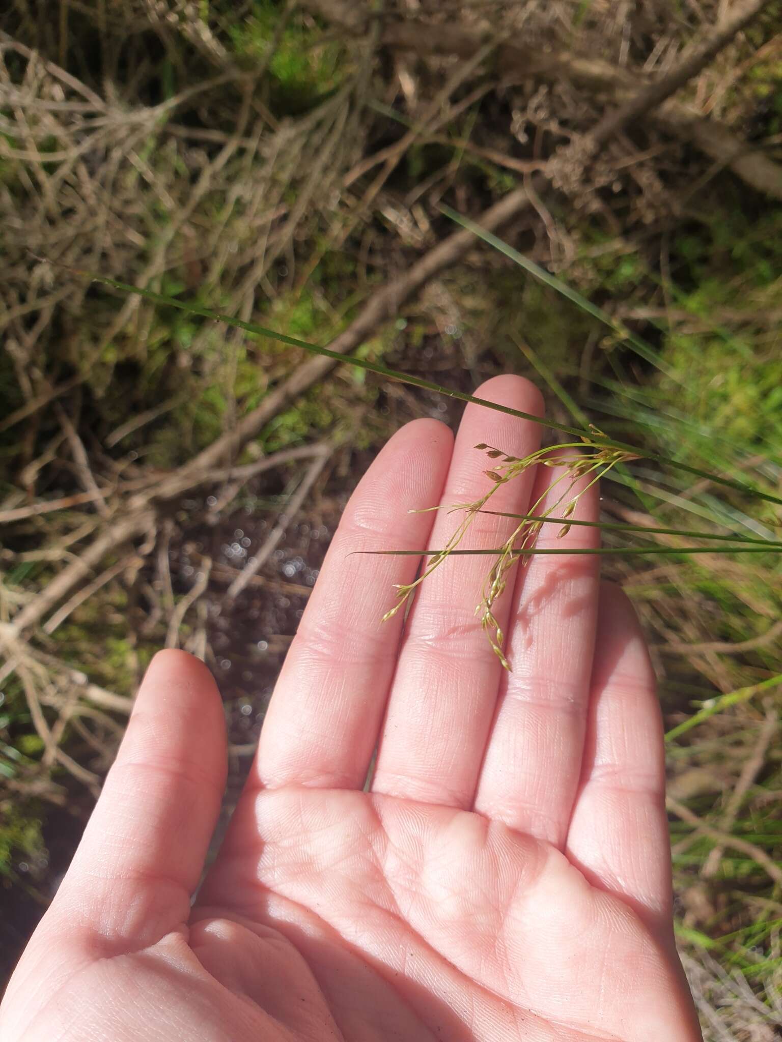 Image of Juncus pauciflorus R. Br.