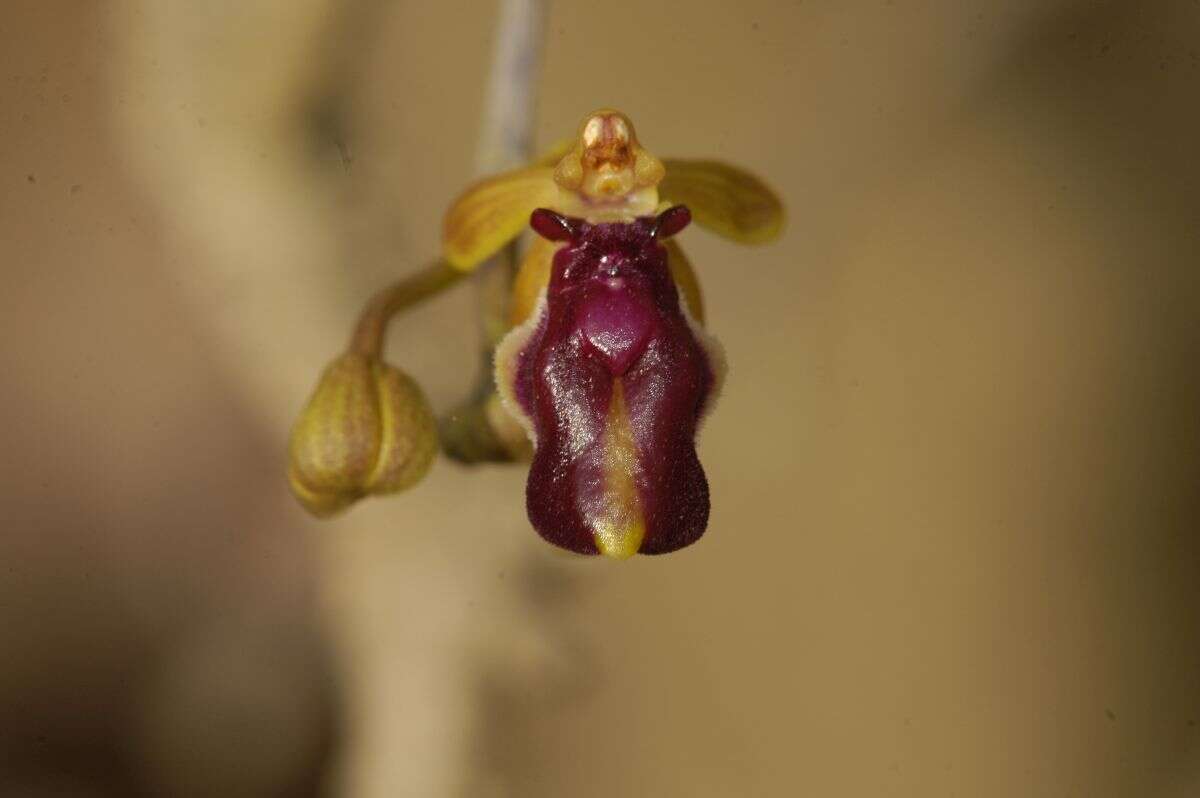 Cottonia peduncularis (Lindl.) Rchb. fil.的圖片