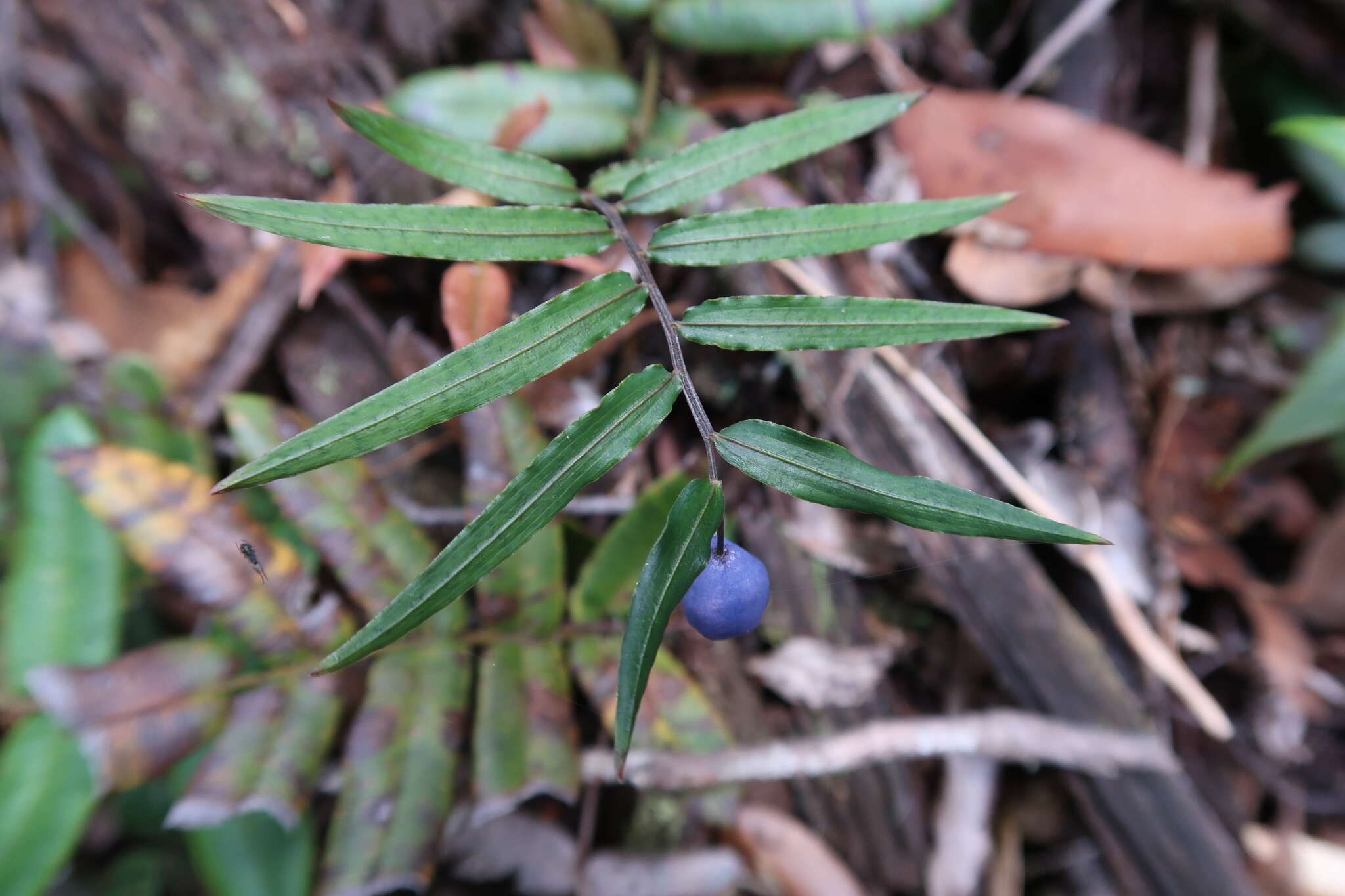 Image of Drymophila cyanocarpa R. Br.