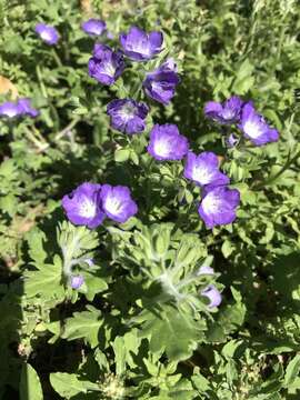 Image of sand phacelia