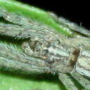 Image of Long Bodied Tmarus Crab Spider