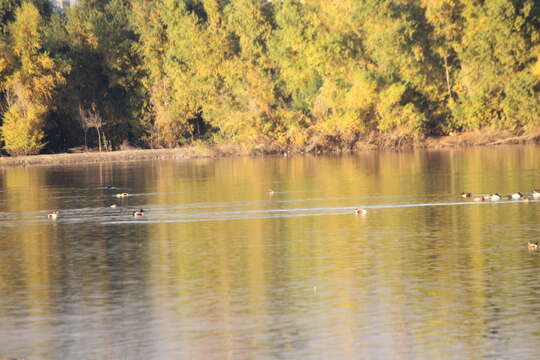 Image of horned grebe (cornutus)