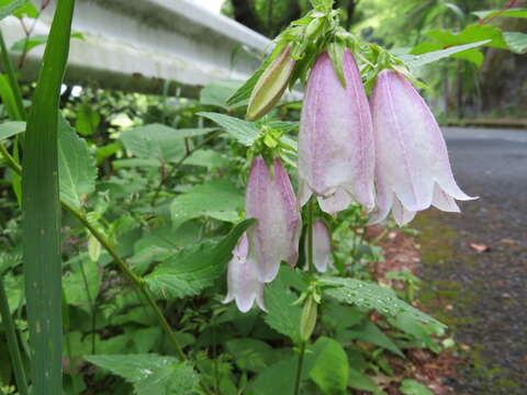 Image of Campanula punctata var. punctata