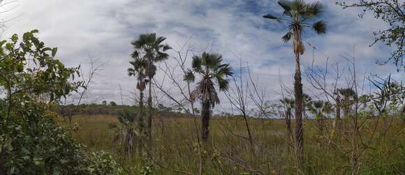 Image of Carnauba palm