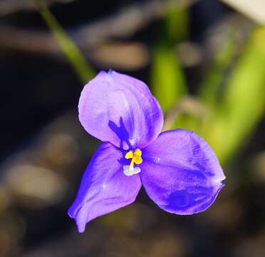 Image of Patersonia sericea R. Br.