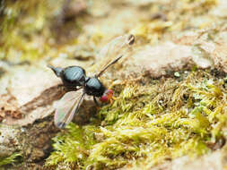 Image of Pseudoseioptera albipes (Cresson 1919)