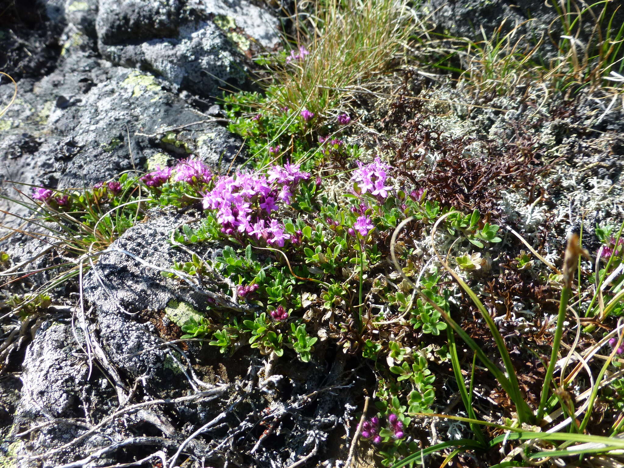 Image of Thymus glabricaulis