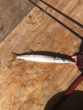 Image of Pacific barracuda