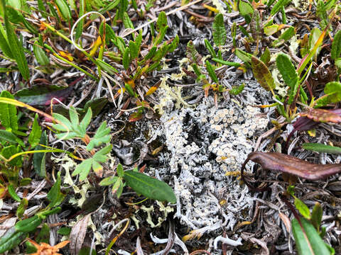 Image of Tundra saucer lichen