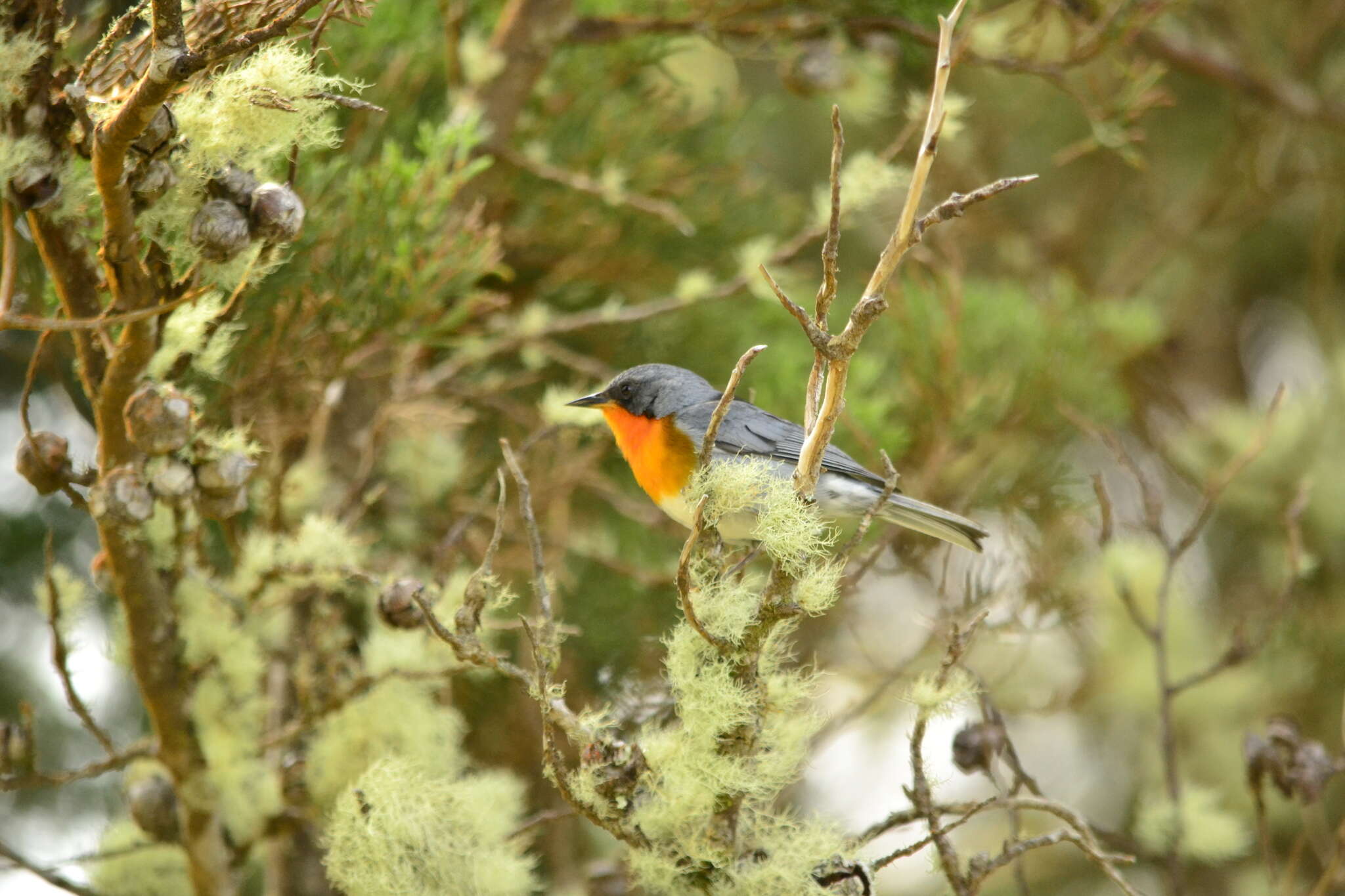 Image of Flame-throated Warbler