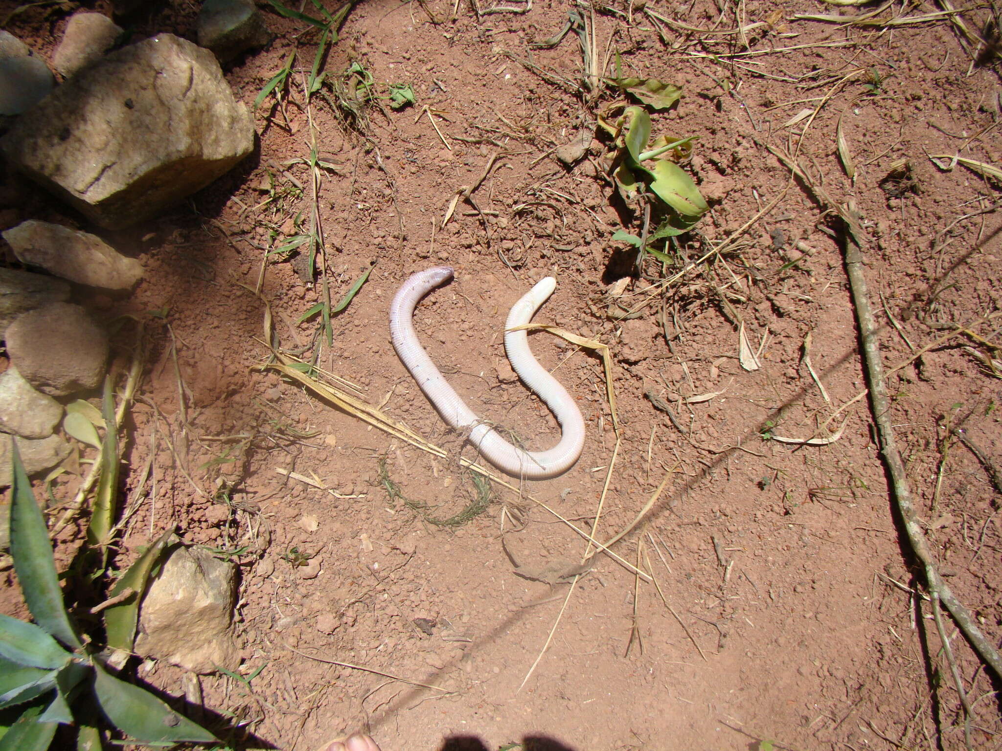 Image of Red Worm Lizard