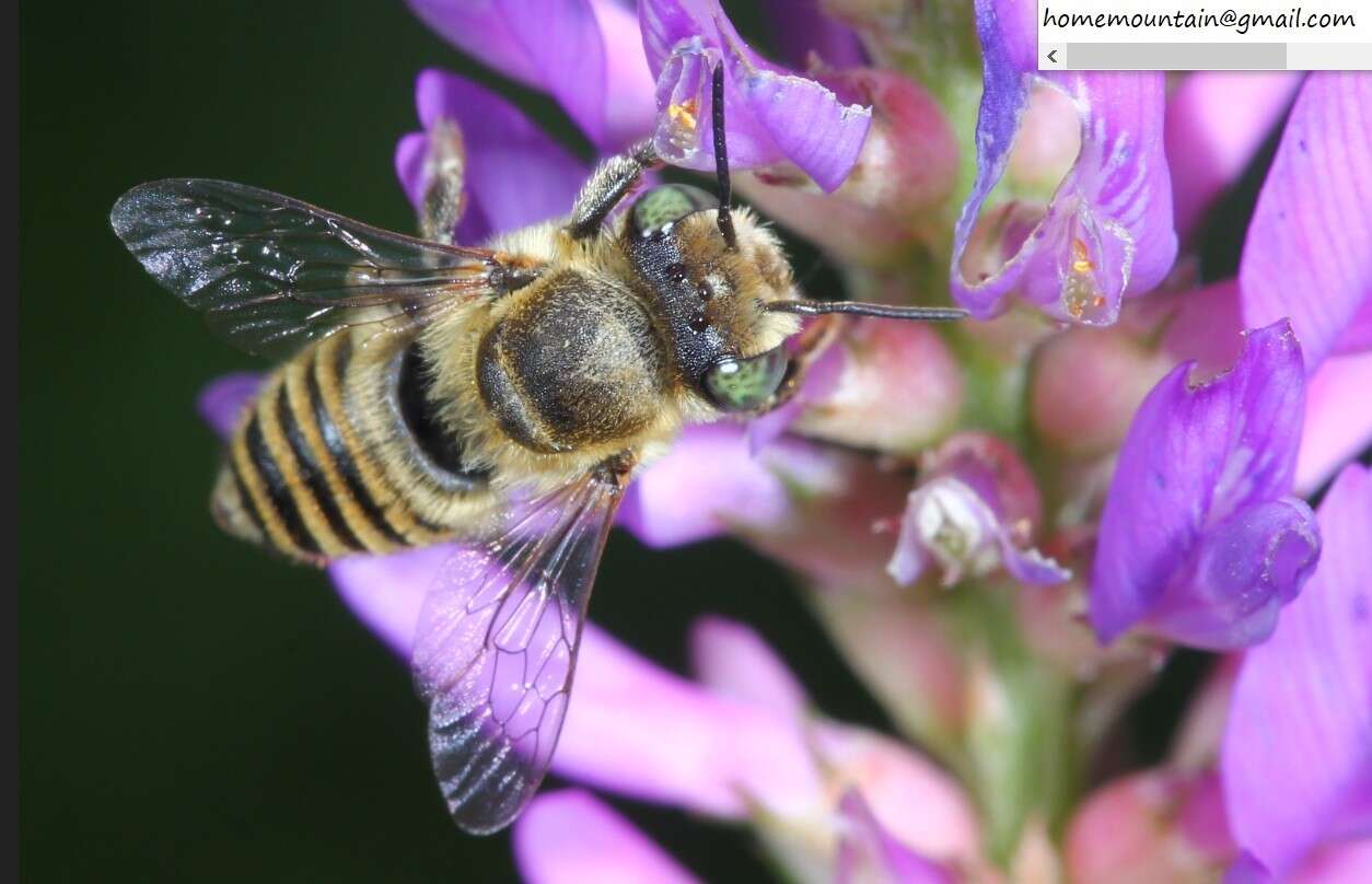 Image of megachile dorsalis