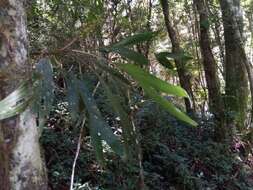 Image of Dypsis catatiana (Baill.) Beentje & J. Dransf.