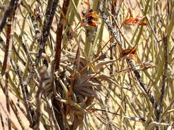 Image of Tillandsia gilliesii subsp. gilliesii