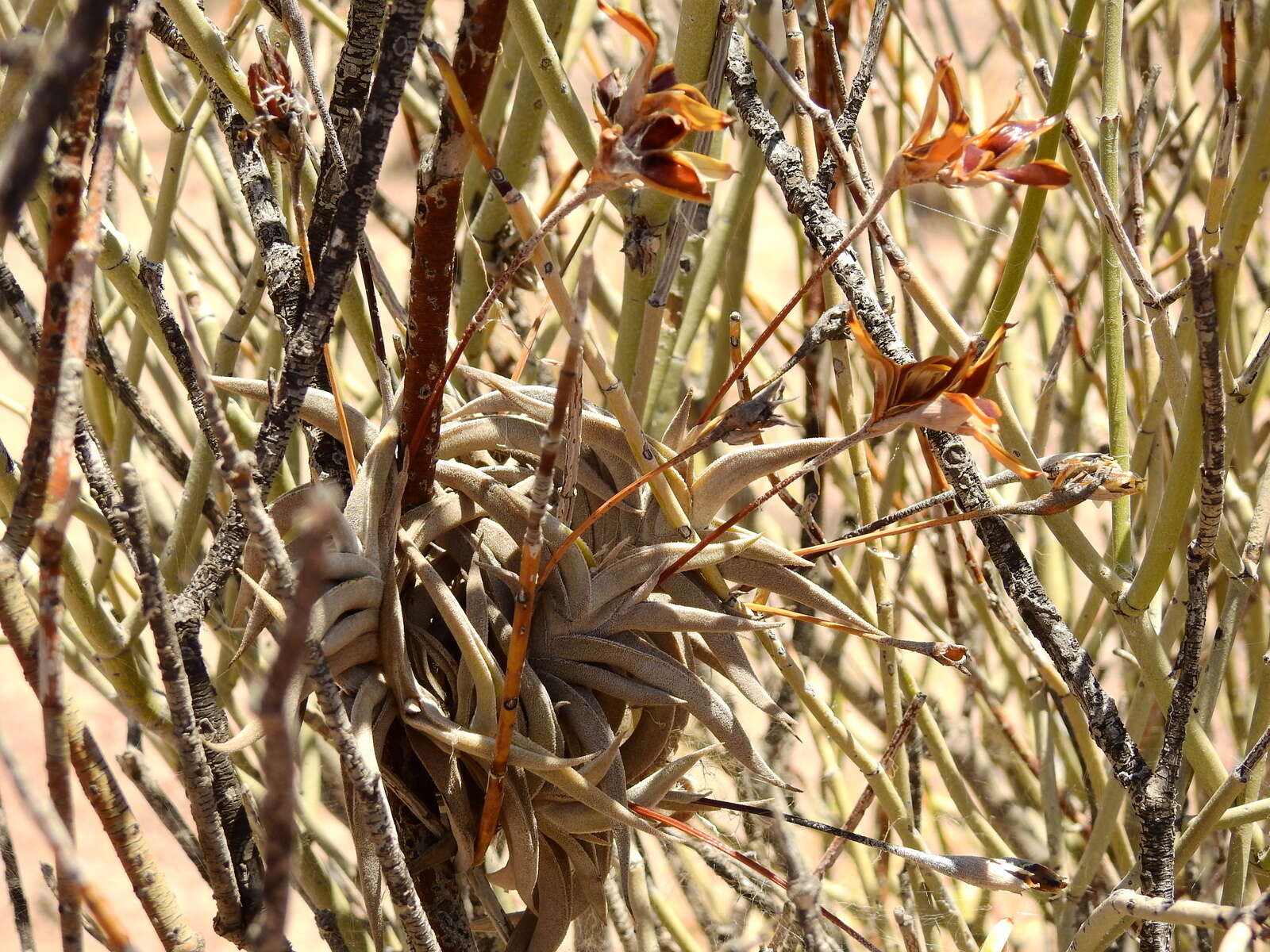 Image of Tillandsia gilliesii subsp. gilliesii