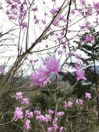 Imagem de Rhododendron dilatatum Miq.