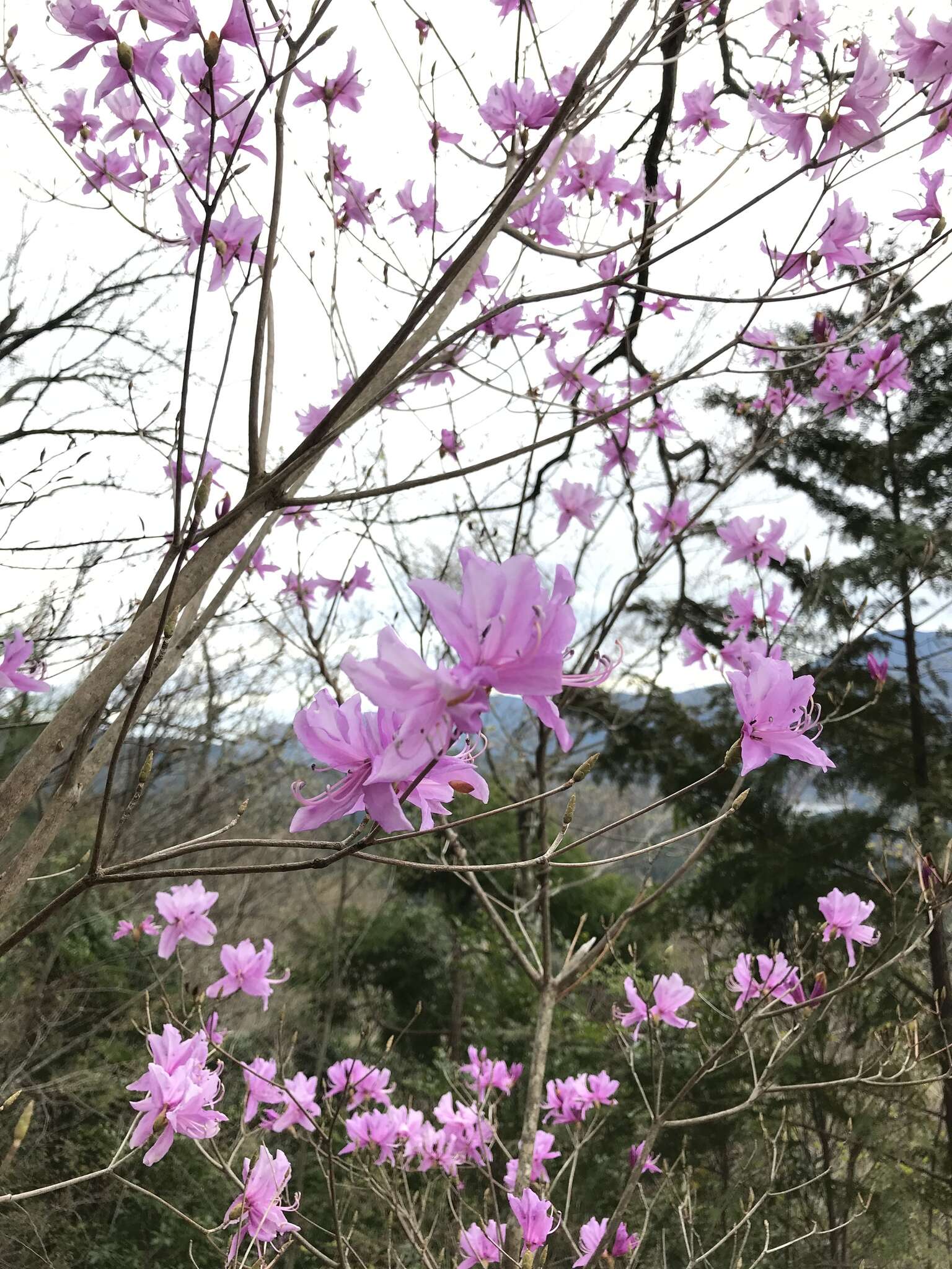 Imagem de Rhododendron dilatatum Miq.