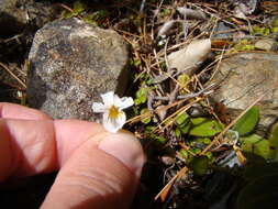 Image of Viola filicaulis Hook. fil.