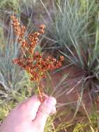 Image of grassleaf rush