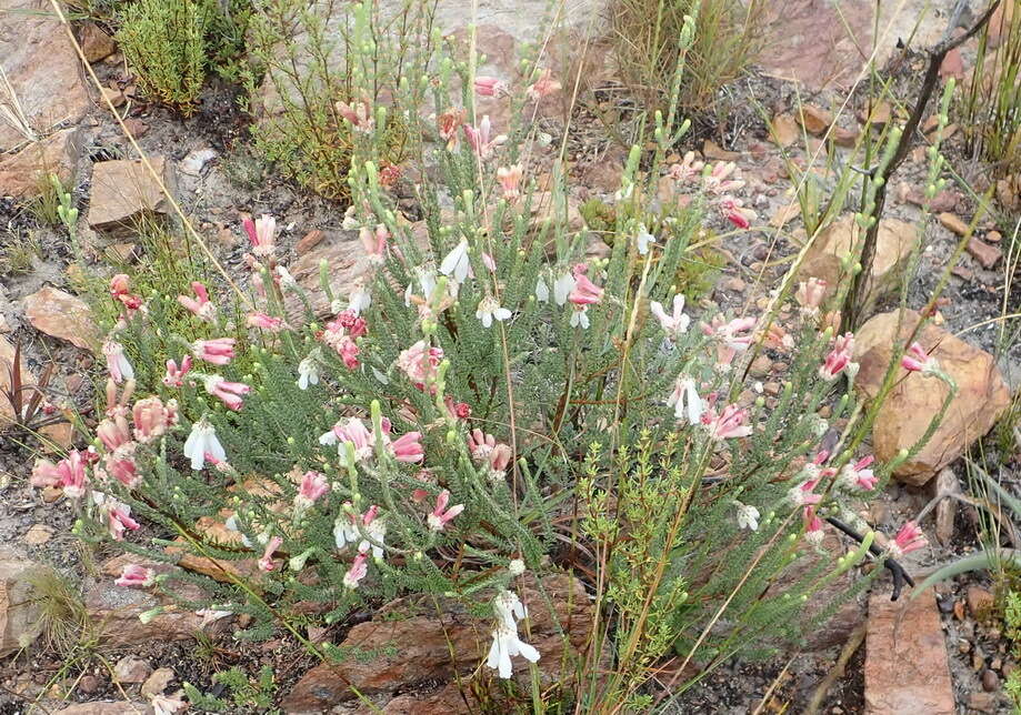 Image of Erica pectinifolia var. pectinifolia