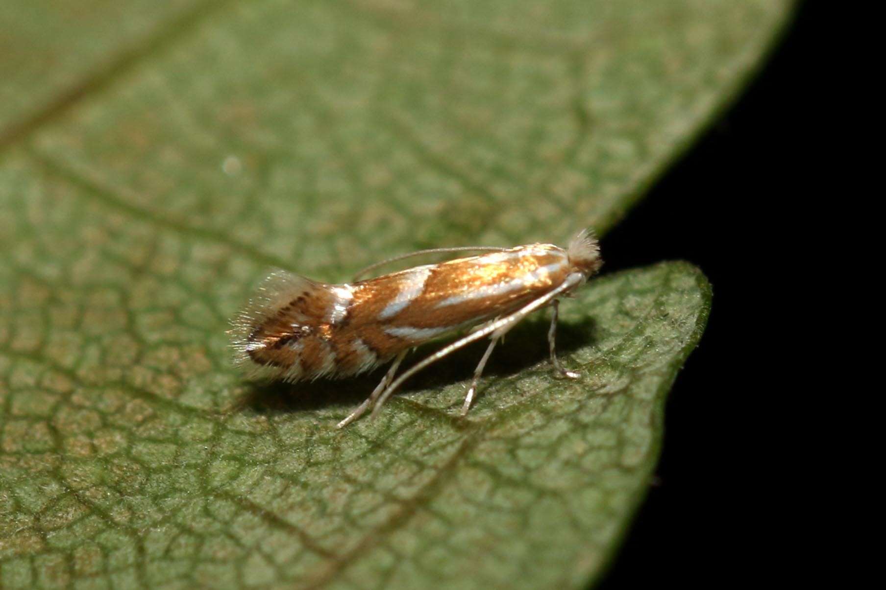 Image de Phyllonorycter coryli (Nicelli 1851)