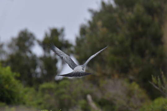 Image of Chatham Island pigeon