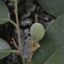 Image of Passiflora sphaerocarpa Triana & Planch.