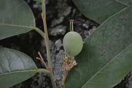 Passiflora sphaerocarpa Triana & Planch.的圖片