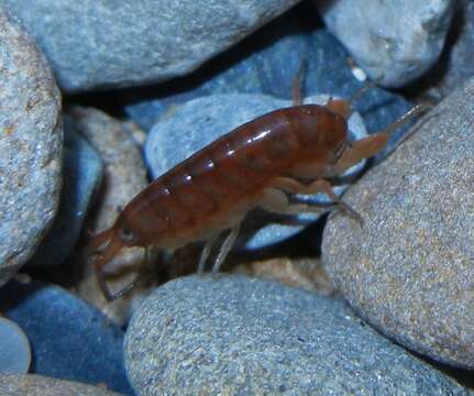 Image of beach-flea