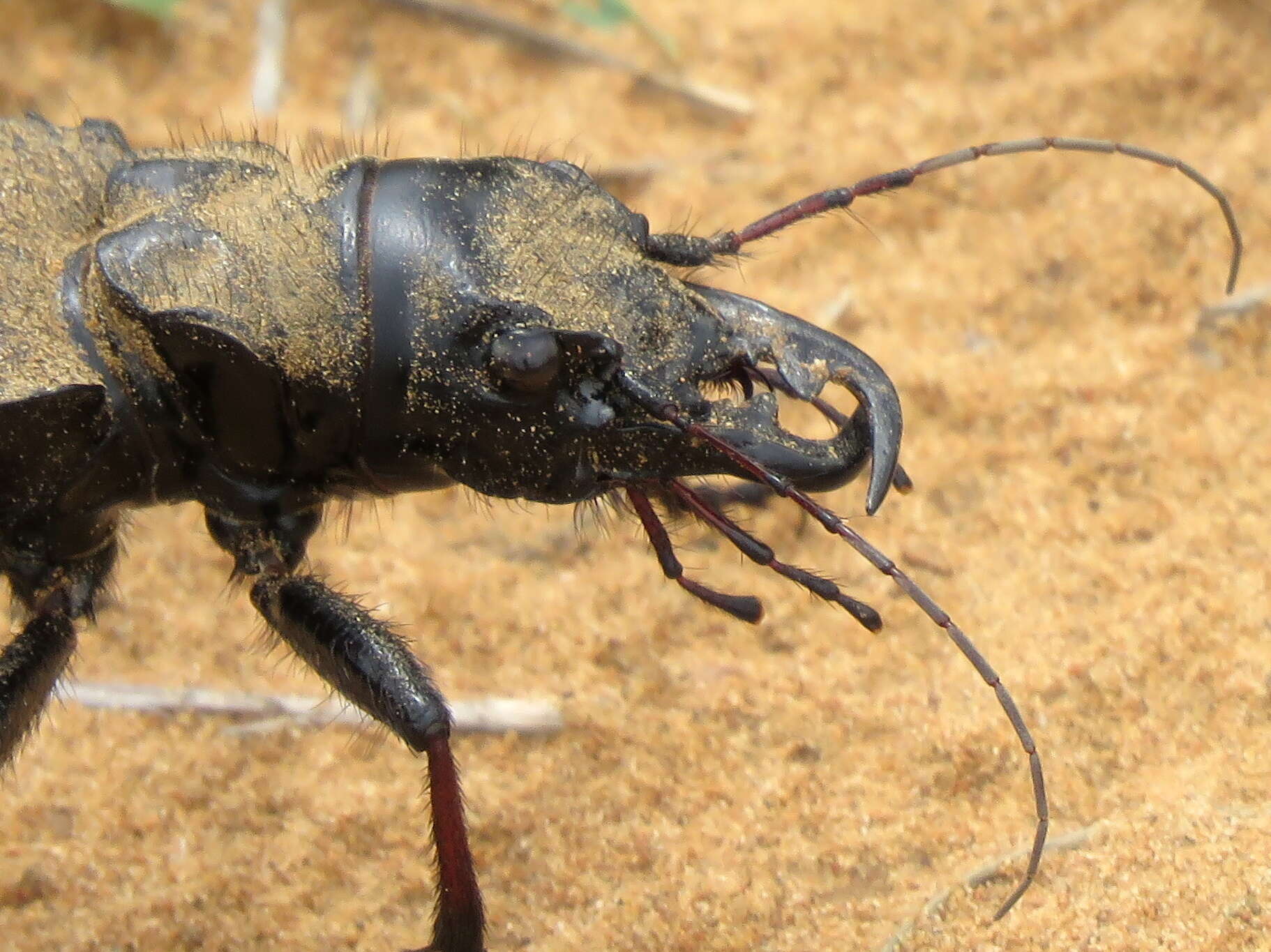 Image of Manticora tibialis Boheman 1848