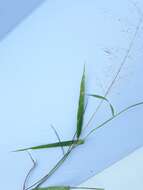 Image of darnel lovegrass