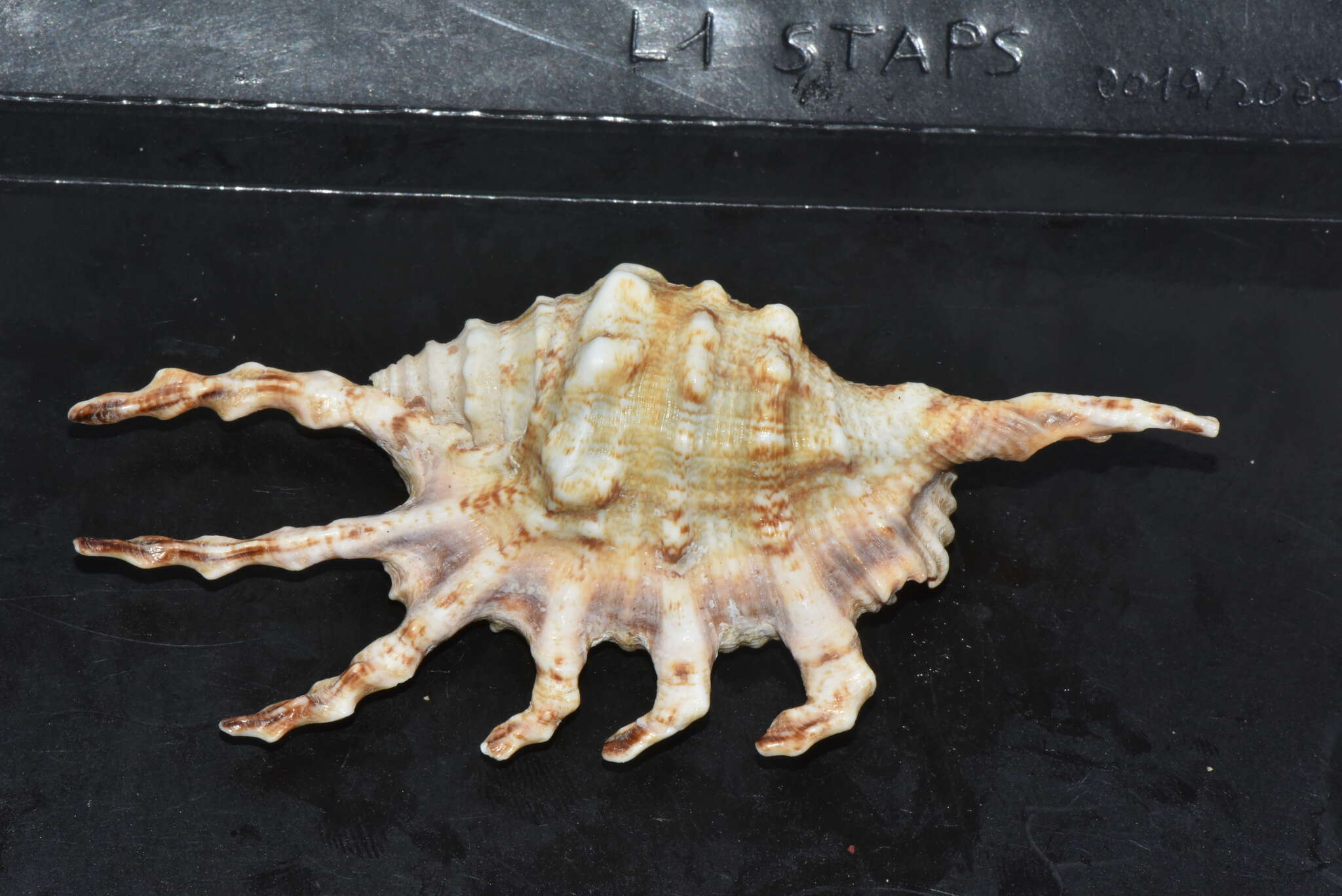 Image of Laciniate conch