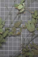 صورة Desmodium procumbens var. neomexicanum