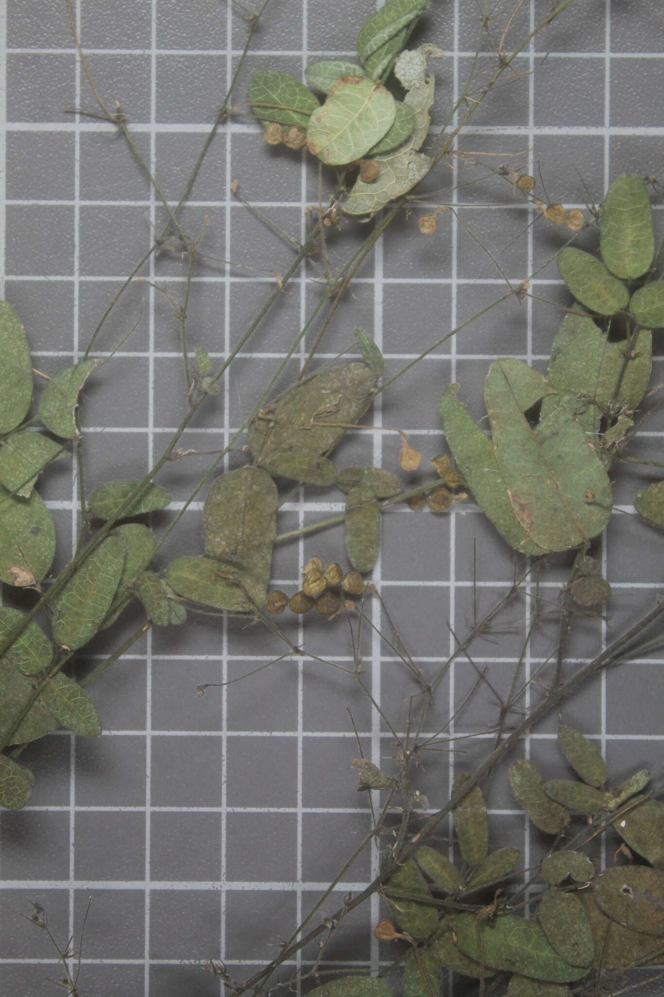 Image of Desmodium procumbens var. neomexicanum