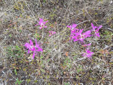 Слика од Rhododendron canadense (L.) Britton, Stern & Pogg.