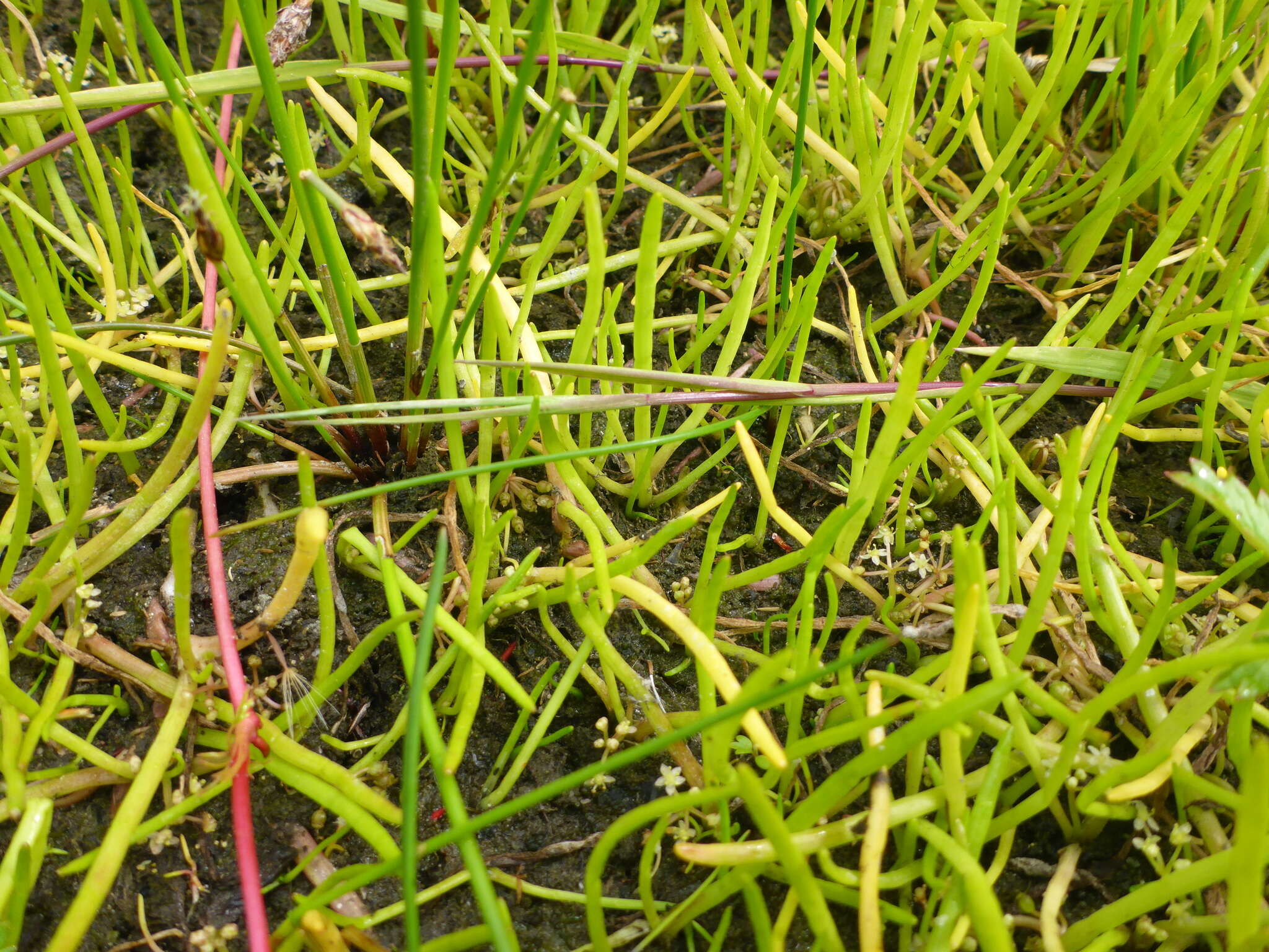 Image of western grasswort