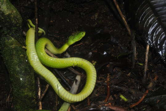 Image of March's Palm Pit Viper